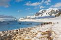 097 Antarctica, Cuverville Island